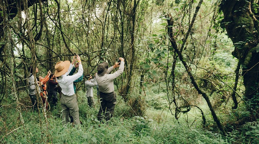 Wildlife Safari to Uganda | Bwindi Nature walk