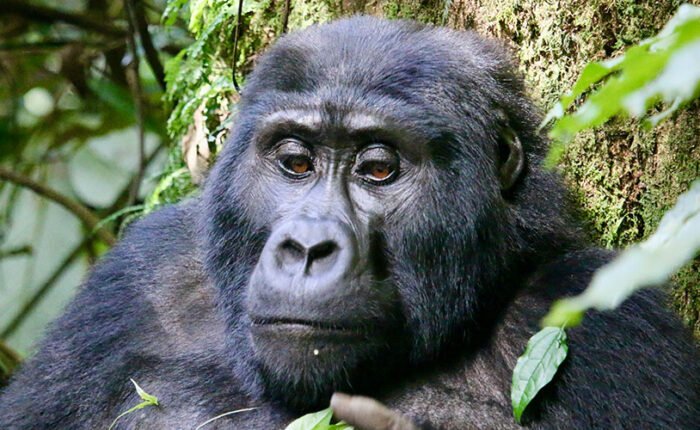 Mountain Gorilla | Bwindi Impenetrable National Park | 6 Day Uganda Wildlife and Gorilla Safari