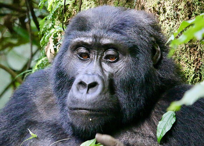 Mountain Gorilla | Bwindi Impenetrable National Park | 6 Day Uganda Wildlife and Gorilla Safari