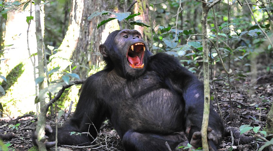 Chimpanzee in Kibale National Park