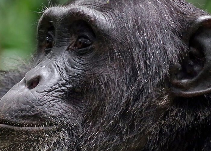 Chimpanzee in Kibale National Park | 3 day Chimpanzee Trekking Safari in Kibale National Park