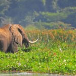 14 Day Uganda Wildlife and Culture | Elephants seen on the Nile in Murchison falls National Park