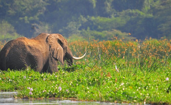 14 Day Uganda Wildlife and Culture | Elephants seen on the Nile in Murchison falls National Park