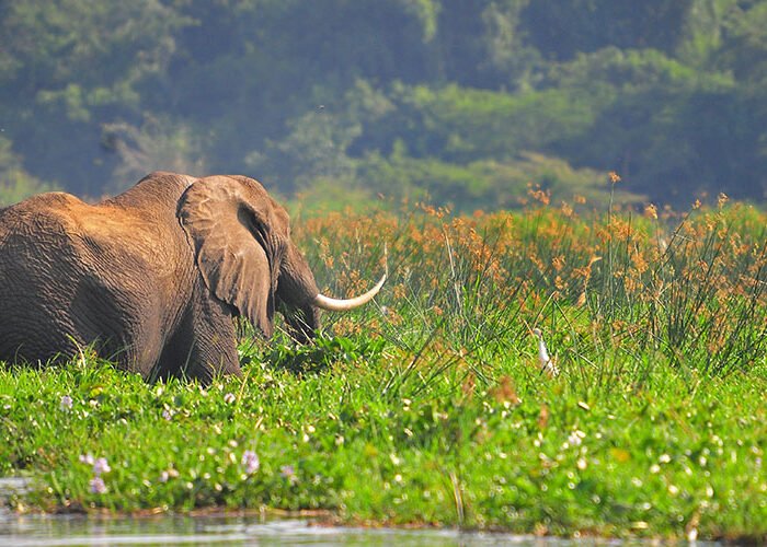 14 Day Uganda Wildlife and Culture | Elephants seen on the Nile in Murchison falls National Park