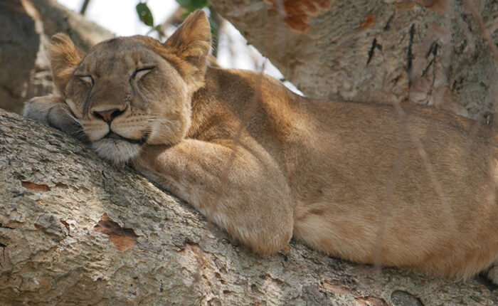 Tree Climbing lion Ishasha Queen Elizabeth National Park