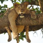 Tree Climbing Lion in Ishasha sector Queen Elizabeth National park | 6 Day Uganda Wildlife and Gorilla Safari