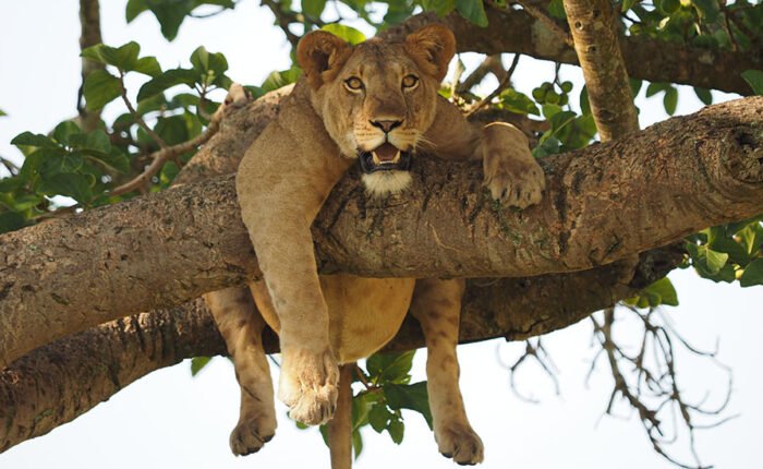 Tree Climbing Lion in Ishasha sector Queen Elizabeth National park | 6 Day Uganda Wildlife and Gorilla Safari