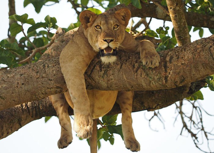 Tree Climbing Lion in Ishasha sector Queen Elizabeth National park | 6 Day Uganda Wildlife and Gorilla Safari