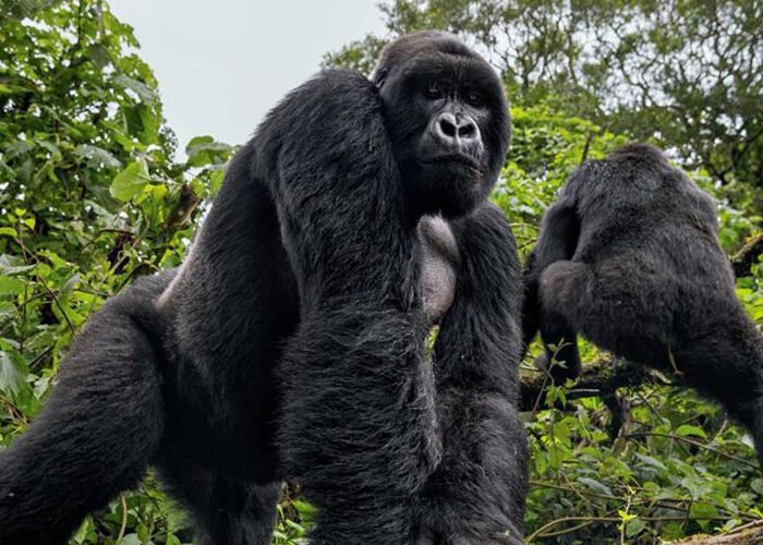 Gorilla trekking | Uganda