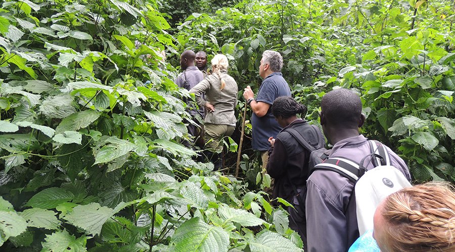 Tourists Gorilla trekking in Bwindi Impenetrable National Park