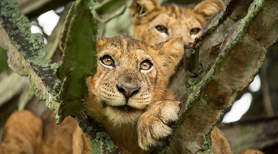 Wildlife Safari | Photo by Braczkowski and Kyambura gorge Lodge