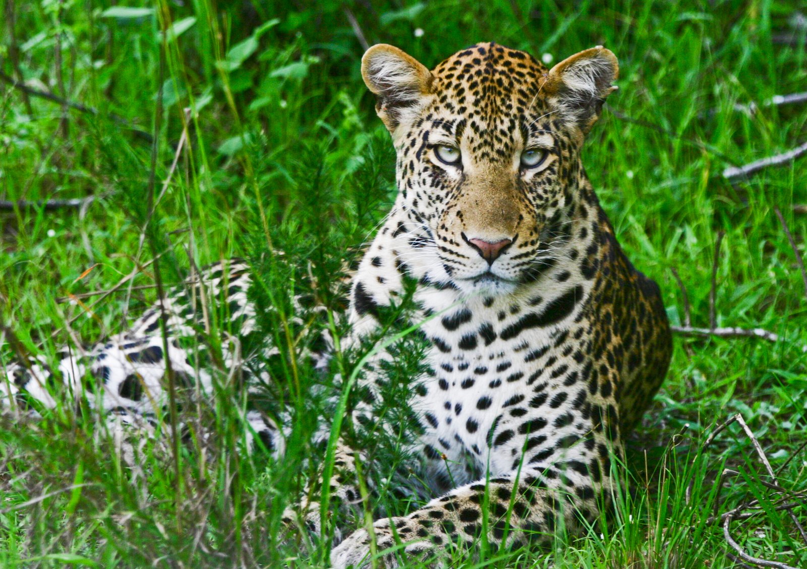 Leopard in Lake Mburo National Park