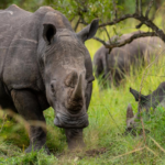 Rhinos | Ziwa Rhino Sanctuary