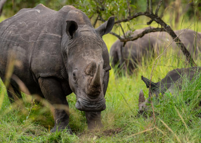 Rhinos | Ziwa Rhino Sanctuary