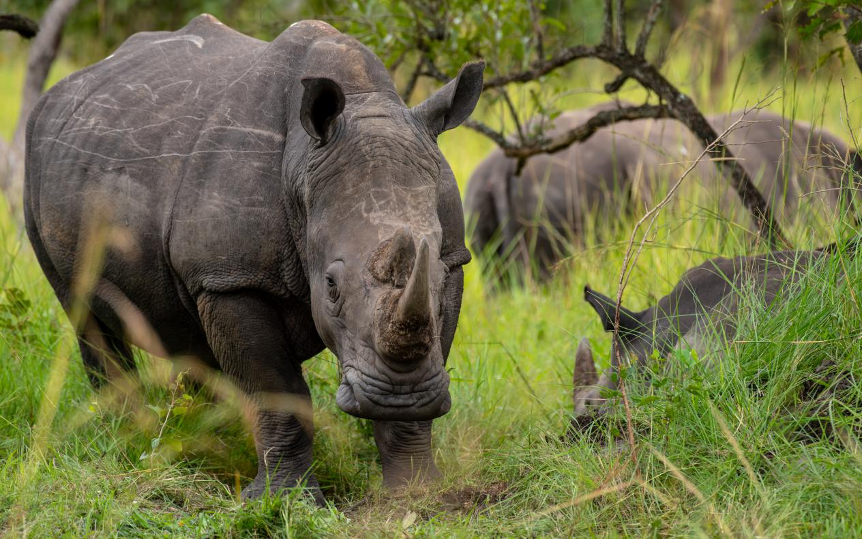 Rhino | Ziwa Rhino Sanctuary