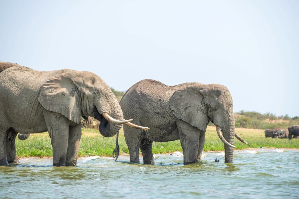 Uganda safari with elephants at Kazinga channel in Queen Elizabeth National Park
