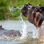 Great moments with a hippo on a Uganda Safari