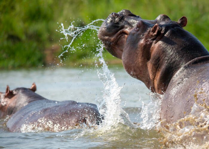 Great moments with a hippo on a Uganda Safari