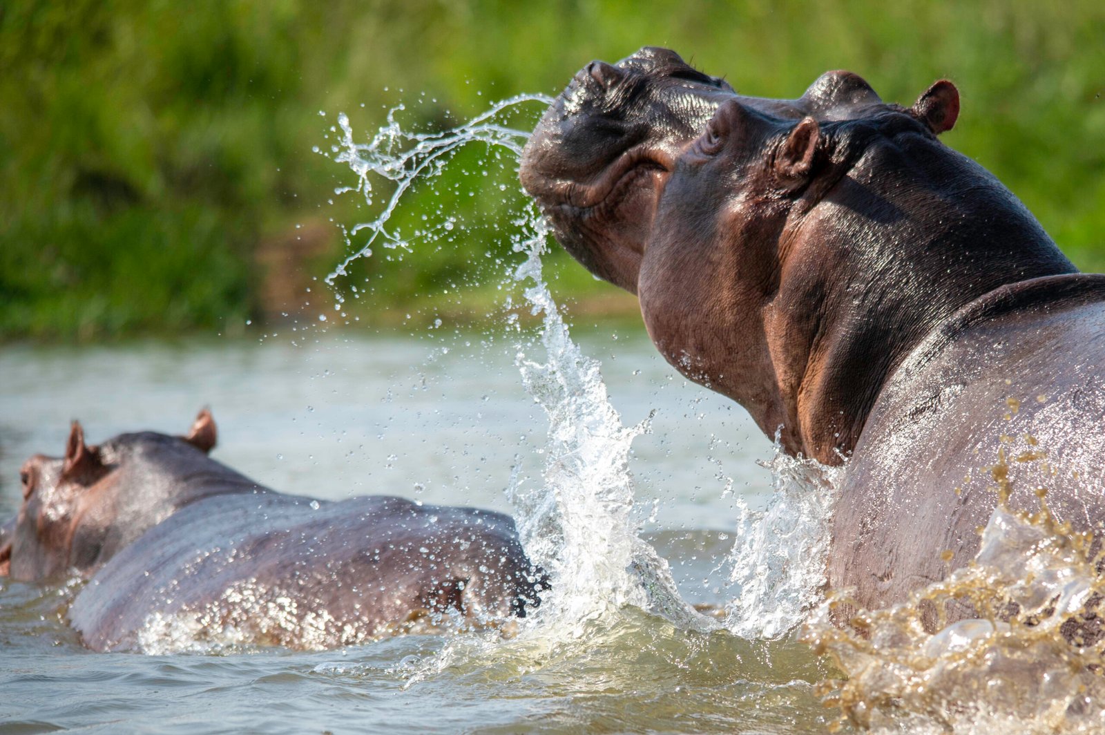 Great moments with a hippo on a Uganda Safari